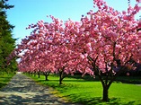 Cherry Trees, Rainier Vista, University of Washington | Flickr