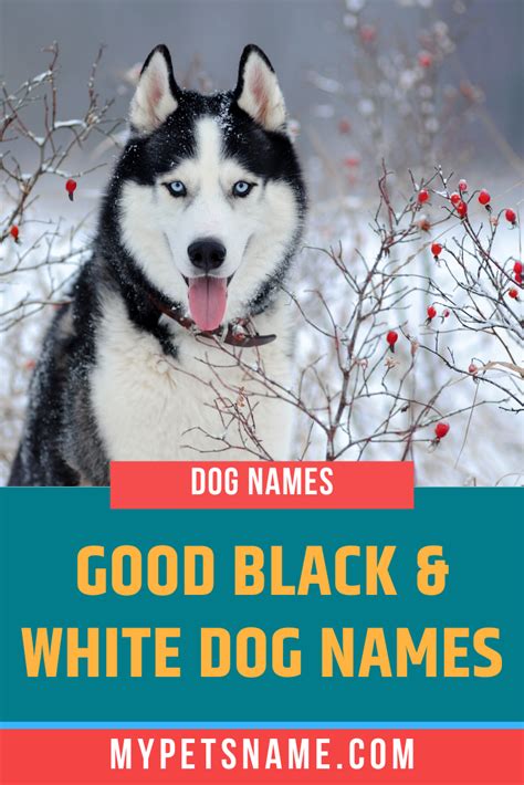 If You Are Looking For Good Black And White Dog Names To Highlight