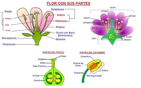 Los dos carnales es una película del año 1983; walter2017: Cs. Narurales: La FLor: Partes y Funciones