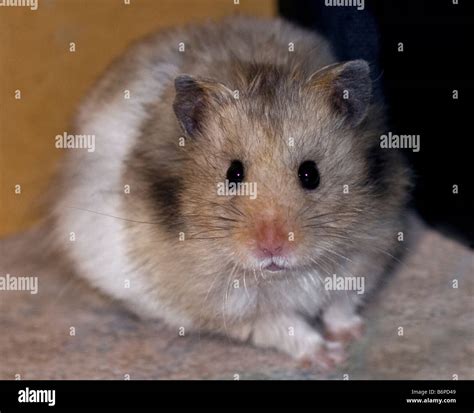 Syrian Hamsters Hi Res Stock Photography And Images Alamy