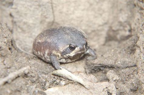 Mozambique Rain Frog Facts And Pictures