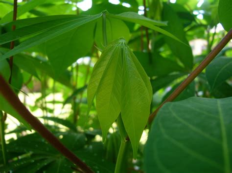 The Little Jade Plot Pucuk Ubi Kayu