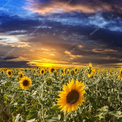 Field Sunflowers On A Background Beautiful Sunset — Stock Photo © Smuki