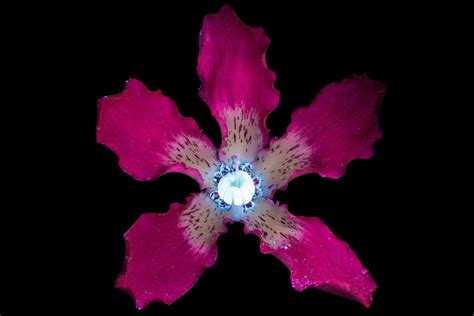 Fluorescent Photography Elevates Flowers To Fantastical Flowers