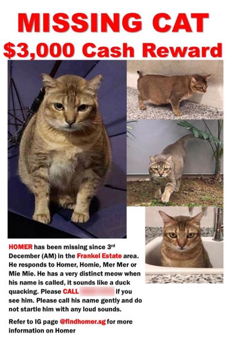 Cat Missing In East Coast Since 3 Dec Owner Offers 3000 To Anyone