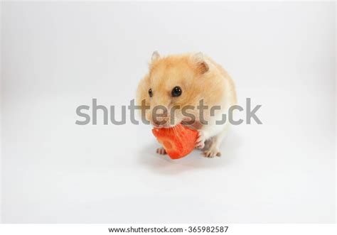 Hamster Eating Carrot Stock Photo 365982587 Shutterstock