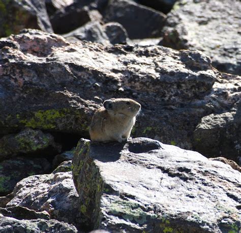 American Pika Project Noah