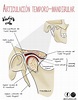 Articulación Temporo-Mandibular (con imágenes) | Anatomia y fisiologia ...