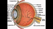 Eye Anatomy Sclera - YouTube