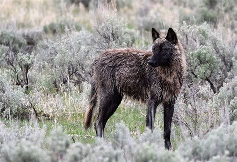Wyoming Wolf In The Wild
