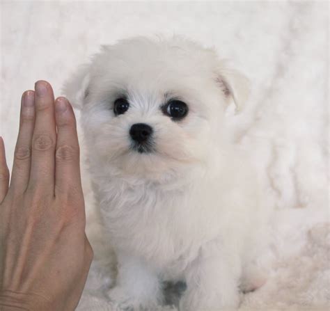 Their nails should be trimmed once or twice a month as needed and their teeth should be brushed regularly. Maltipoo Puppy for sale California "lil Roo" | iHeartTeacups