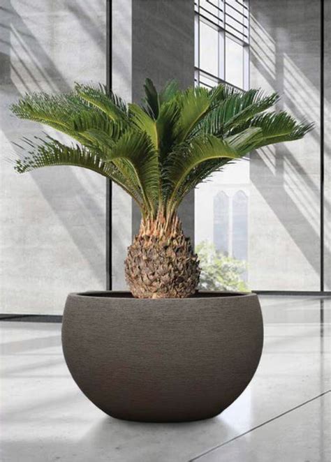 Savanne Grand Bolla Extra Large Wide Planter Suitable For Trees Iota