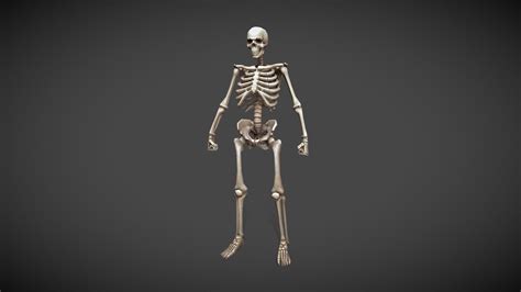 Low Poly Skeleton 3d Model By Wingedlion 36e1f39 Sketchfab
