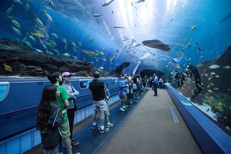 Is The Atlanta Aquarium Worth It Aquarium Views