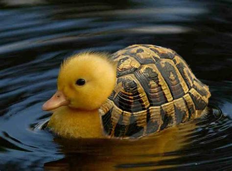 Turtle Duck Photoshopped Animals Fake Animals Animal Mashups