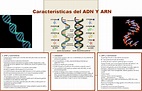 Cuadro comparativo ADN Y ARN - Características del ADN Y ARN AND y ...
