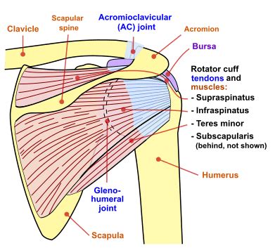 This is the smallest rotator cuff muscle. Diagram of the shoulder joint, posterior view | Rotator ...