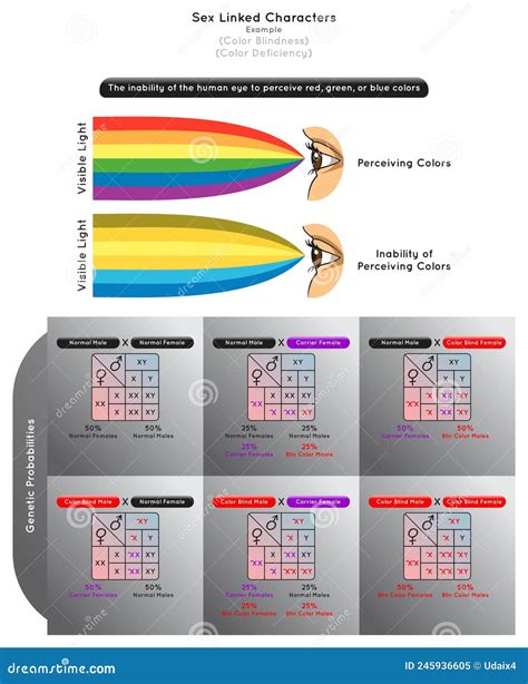 Sex Linked Characters Infographic Diagram With Example Of Color Blindness Stock Image Image Of
