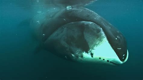 Study Bowhead Whale Genome May Hold Secret To Longevity