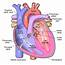 Diagram Of The Human Heart Croppedsvg  Wikipedia