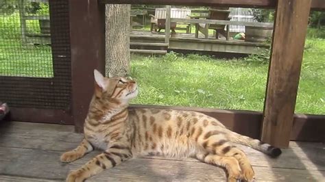 Bengal Cat Chattering And Chirping At A Fly Youtube