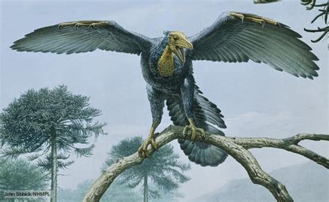 Archaeopteryx Pictures And Facts The Dinosaur Database