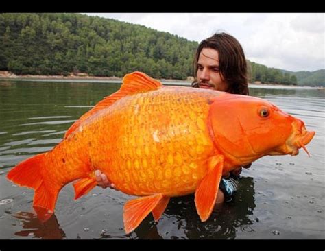 French Fisherman With A Passion For Very Big Fish Photos Abc News