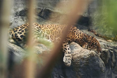 Premium Photo Jaguar Resting On The Rock