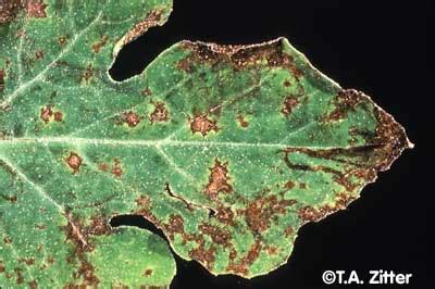 Important natural enemies of watermelon insect pests. Symptoms of anthracnose on watermelon leaves