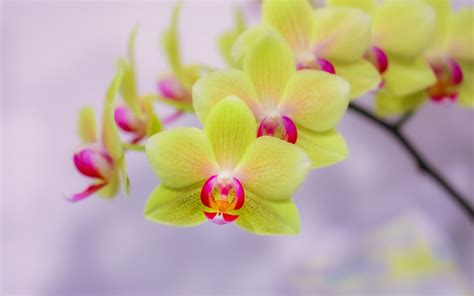 Green Orchid Wallpapers On Wallpaperdog