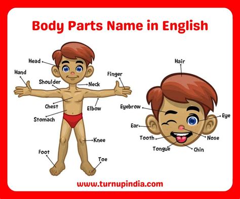 Human Body Parts Name In English With Picture Turn Up India