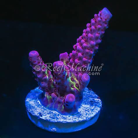 Reef Machine Uk Mail Order Corals Pc Rainbow Acropora Acro Reef