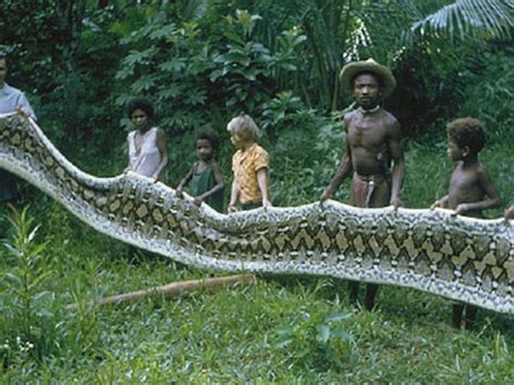 Giant Snakes Pictures