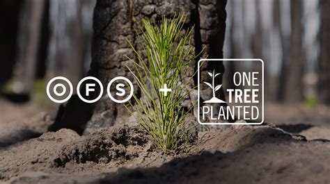 Ofs Partners With One Tree Planted Committing To Plant 60000 Trees In