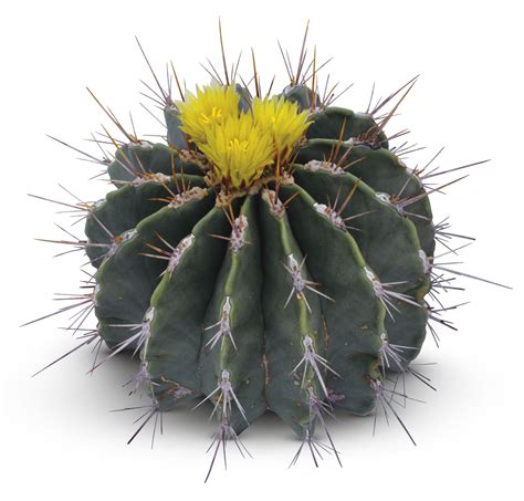 They also help keep the cactus plant's where do cacti grow? How Plants Protect Themselves | Plant Defence | DK Find Out