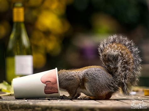 Adorable Pictures Of Curious Squirrels By British Photographer Max