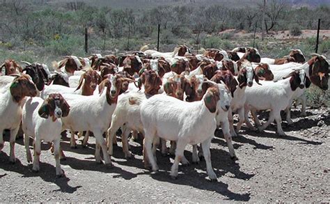 Goat Farming In Zimbabwe Farmers Review Africa