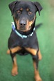 Blue - Large Female Rottweiler Dog in NSW - PetRescue