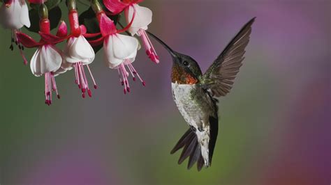 Download Free Hummingbird Wallpapers Pixelstalknet