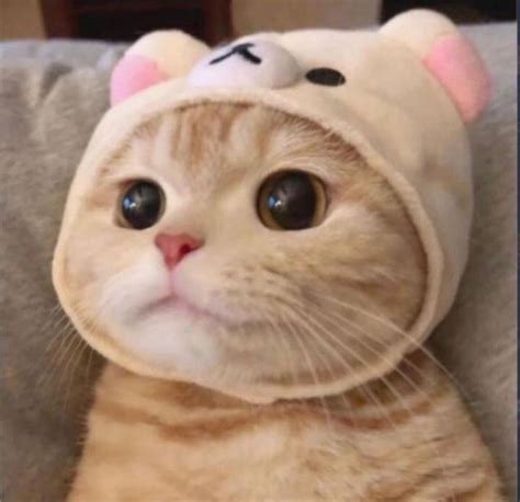 Cat With Bear Beanie Cute Baby Animals Cute Baby Cats Cute Cats And