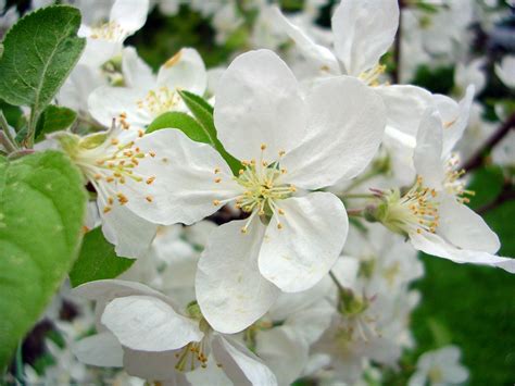 Apple Blossom Free Photo Download Freeimages