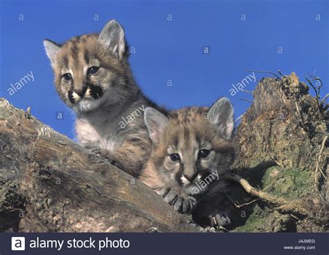 Informationen und bilder über löwen, tiger, leoparden und geparde. Puma, Puma Concolor, junge Tiere Tiere, zwei Säugetiere ...
