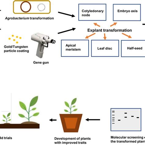 Schematic Overview Of Plant Genetic Transformation Download
