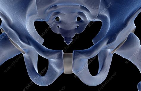 The Bones Of The Pelvis Stock Image F0017270 Science Photo Library
