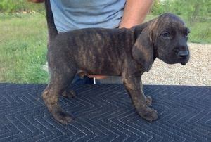 They also have good scent skills and great courage. Plott Hound Puppies For Sale | Texas 121, TX #219551