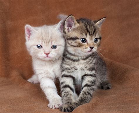 Companion Animal Psychology One Kitten Or Two