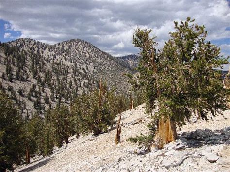 Ancient Bristlecone Pine Forest Picture Of Inyo National