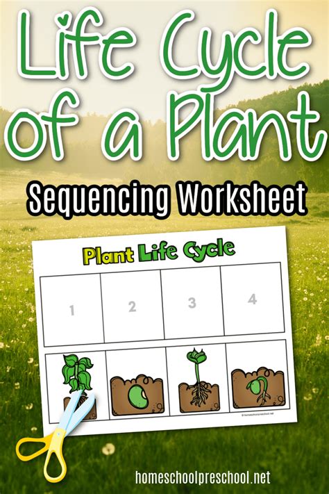 Life Cycle Of A Plant Worksheet Ks1 Worksheets For Kindergarten