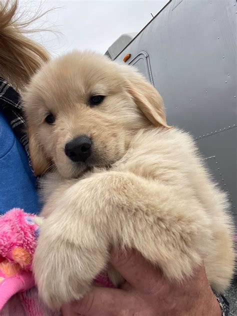 fields of dreams retrievers - Golden Retriever Puppies for Sale in