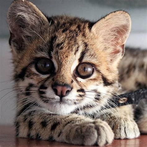 ♥ccg♥ 117 Margay Kitten Kittens Cutest Wild Cats Small